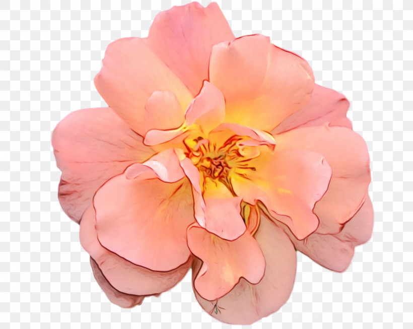 Rose, PNG, 1200x956px, Watercolor, Cut Flowers, Flower, Paint, Petal Download Free