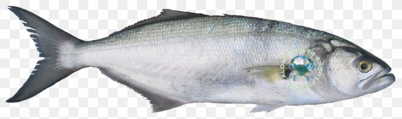 Sardine American Shad Bluefish Fishing, PNG, 940x280px, Sardine, Alosa, American Gizzard Shad, American Shad, Animal Figure Download Free