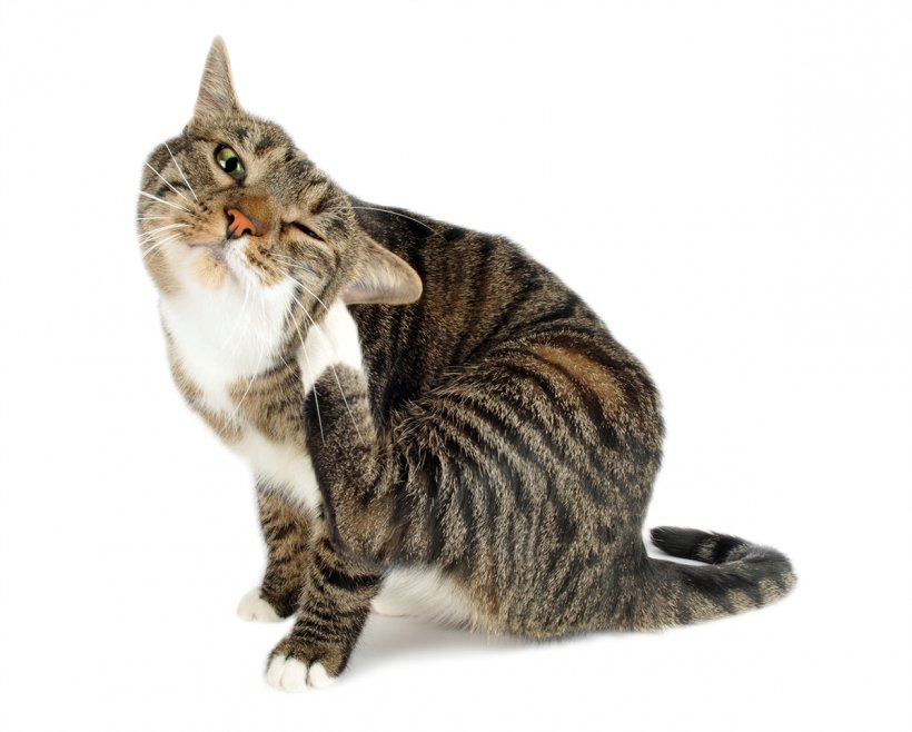 Cat Flea Felidae Dog Cat Flea, PNG, 1200x964px, Cat, American Bobtail, American Shorthair, American Wirehair, Animal Bite Download Free