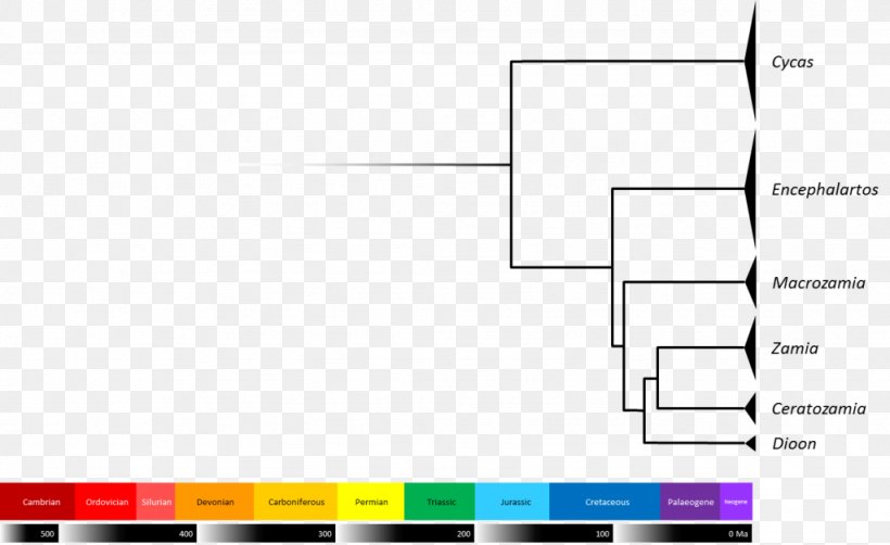 Cycad Evolution Science Living Fossil Phylogenetic Tree, PNG, 1024x628px, Cycad, Annotated Bibliography, Area, Bibliography, Brand Download Free