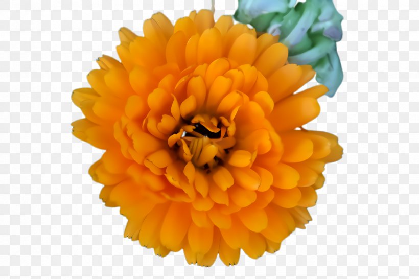 Flowers Background, PNG, 2448x1632px, Marigold, Annual Plant, Artificial Flower, Bloom, Blossom Download Free