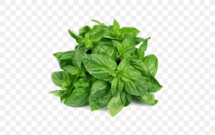 Marjoram Herb Oregano Basil Stock Photography, PNG, 514x514px, Marjoram, Basil, Herb, Ingredient, Leaf Vegetable Download Free