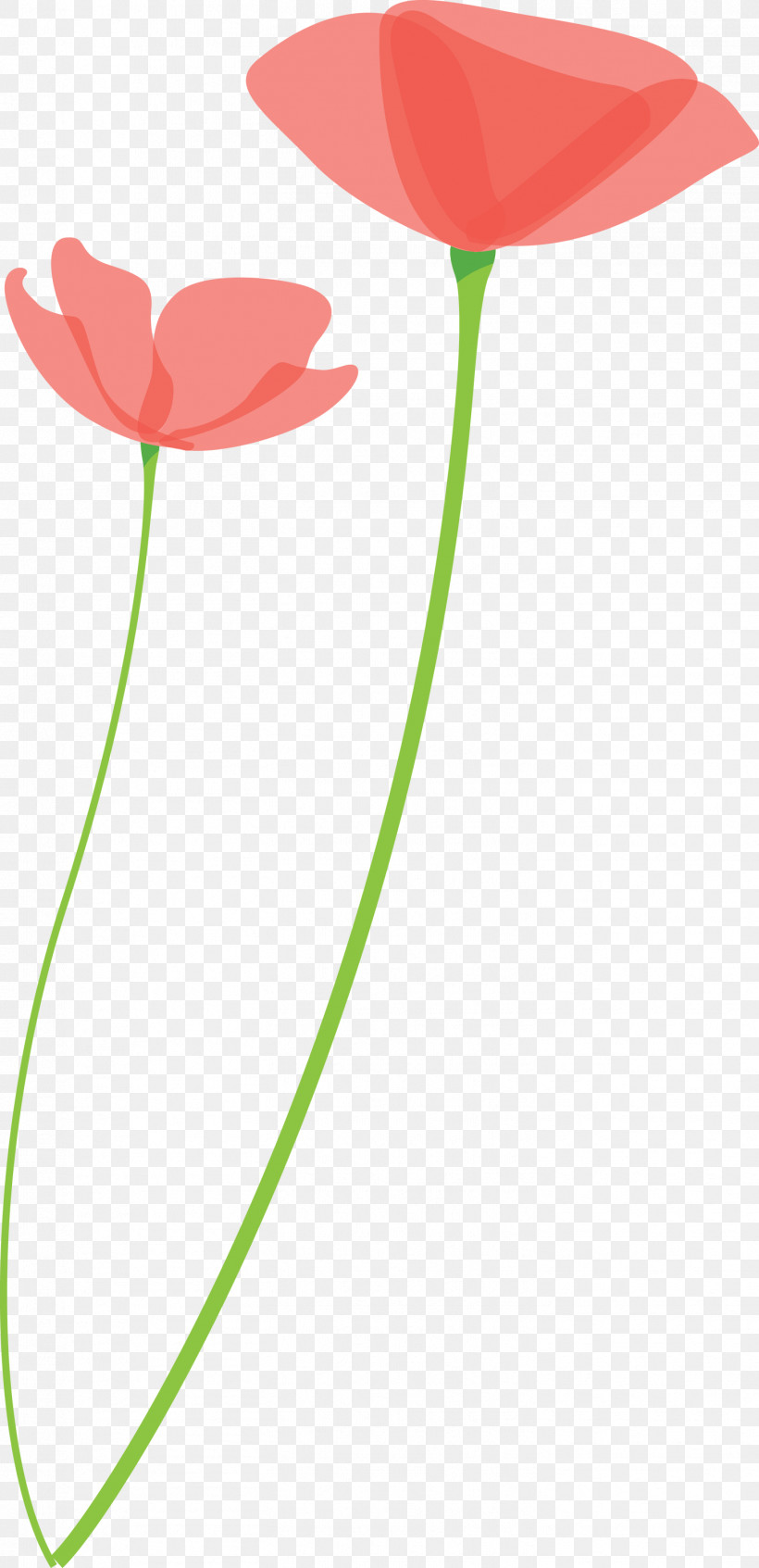 Poppy Flower, PNG, 1453x3000px, Poppy Flower, Anthurium, Coquelicot, Corn Poppy, Flower Download Free