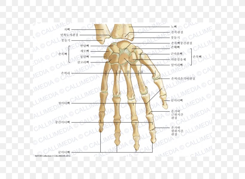 Thumb Bone Human Anatomy Hand, PNG, 600x600px, Watercolor, Cartoon, Flower, Frame, Heart Download Free