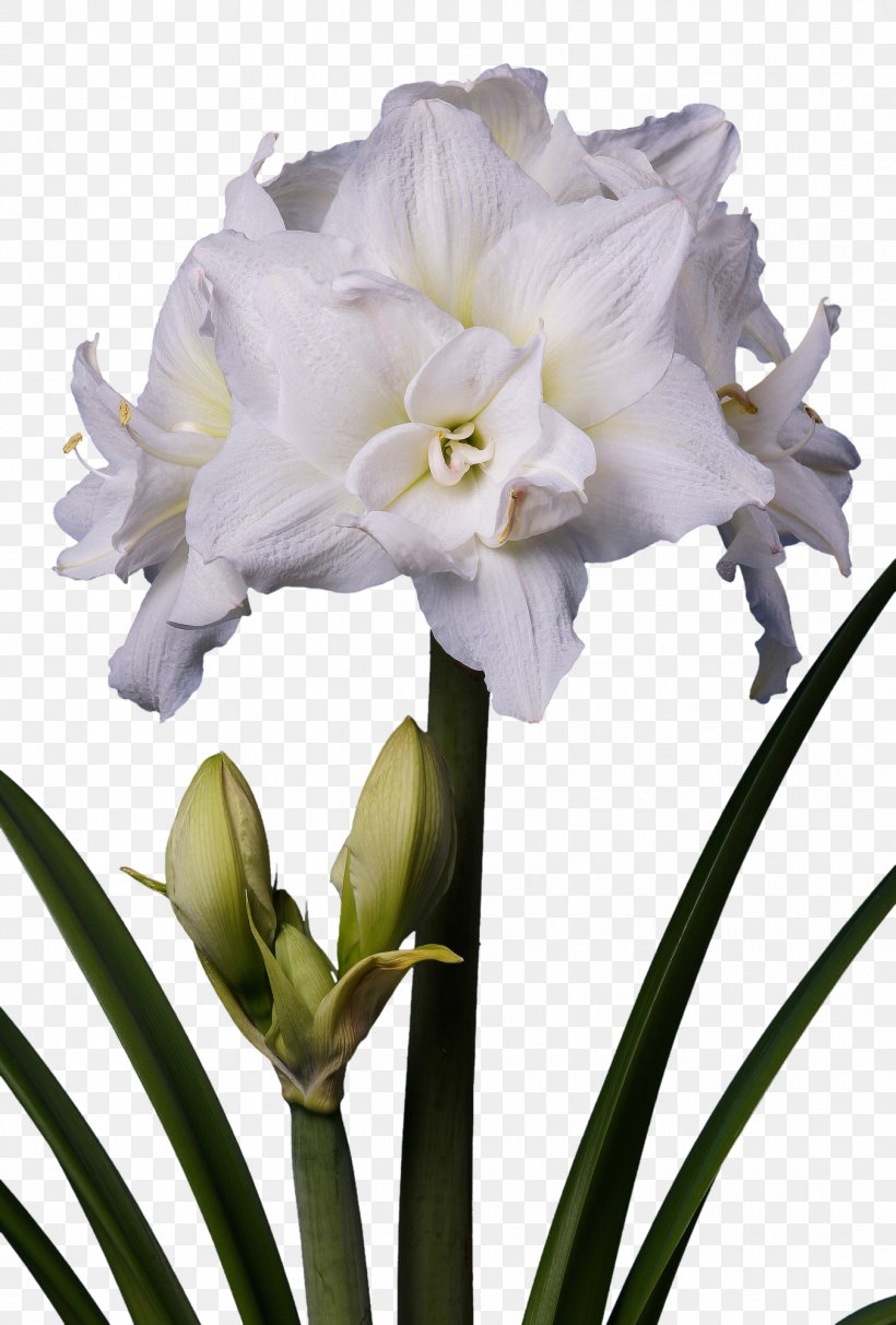 Amaryllis Flower White Plant Stem Bulb, PNG, 1352x2000px, Amaryllis, Amaryllis Belladonna, Amaryllis Family, Bulb, Color Download Free