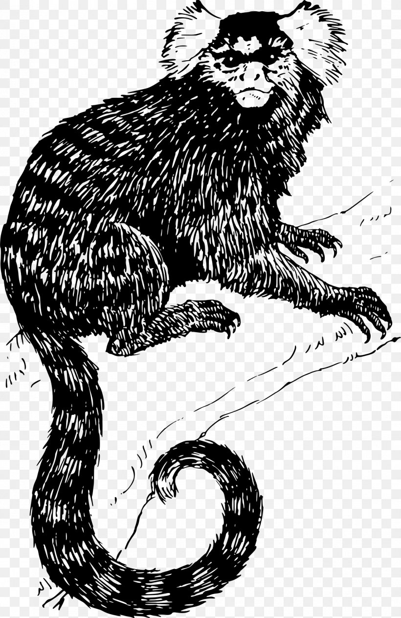 Drawing Monkey Clip Art, PNG, 1557x2400px, Drawing, Art, Big Cats, Black And White, Carnivoran Download Free