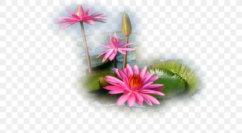 Flower High-definition Television Desktop Wallpaper Receptacle, PNG, 600x450px, Flower, Aquatic Plant, Auglis, Computer, Daisy Download Free