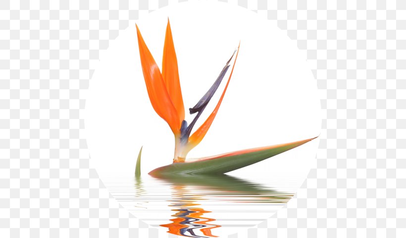 Alcoholic Drink Food Online Dating Service, PNG, 480x480px, Alcoholic Drink, Bird Of Paradise Flower, Birdofparadise, Birthday, Computer Download Free