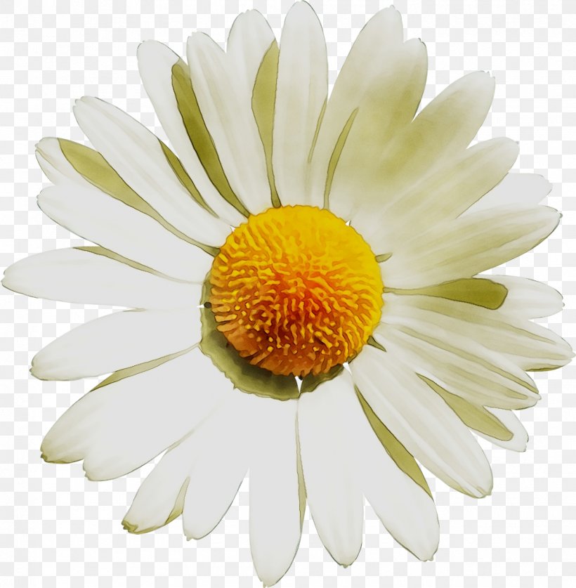 Clip Art Common Daisy Oxeye Daisy Image, PNG, 1035x1057px, Common Daisy, Annual Plant, Artificial Flower, Aster, Asterales Download Free