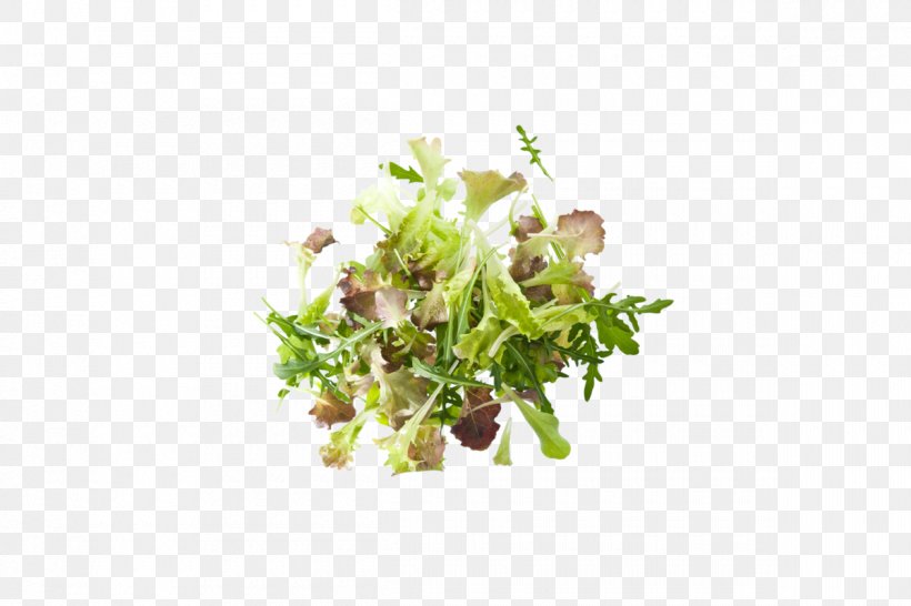 Lettuce Leaf Greens Spinach Veziroglou, A., & SIA E.E., PNG, 1200x800px, Lettuce, Beetroot, Green, Greens, Herb Download Free