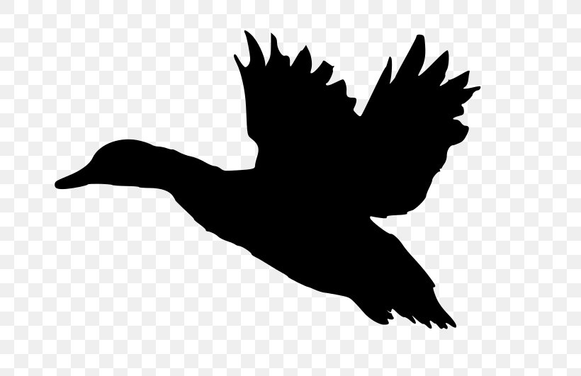 Mallard Duck American Pekin Flight Clip Art, PNG, 800x531px, Mallard, American Black Duck, American Pekin, Anatidae, Anseriformes Download Free