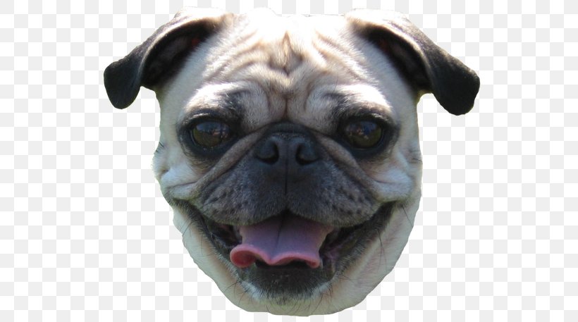 Pug Toy Bulldog Dog Breed Companion Dog, PNG, 640x457px, Pug, Animal, Breed, Bulldog, Carnivoran Download Free