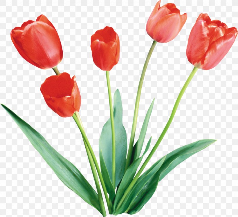 Tulip Flower, PNG, 1280x1168px, Tulip, Bulb, Computer Software, Cut Flowers, Digital Image Download Free