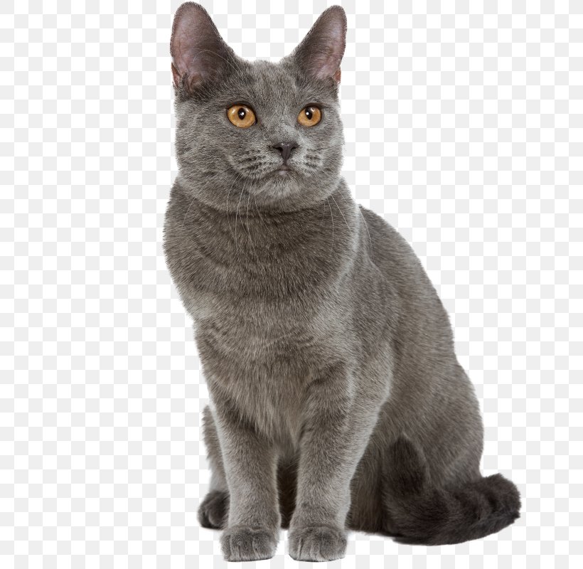 Chartreux Turkish Angora Exotic Shorthair Cat Breed Kitten, PNG, 800x800px, Chartreux, American Wirehair, Animal Husbandry, Asian, Australian Mist Download Free