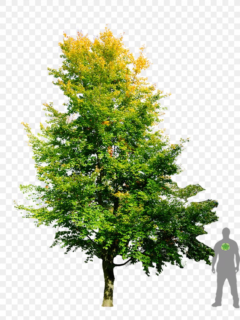 European Beech Tree Shadbush Sweetgum, PNG, 900x1200px, European Beech, Baumschule, Beech, Branch, Conifer Download Free