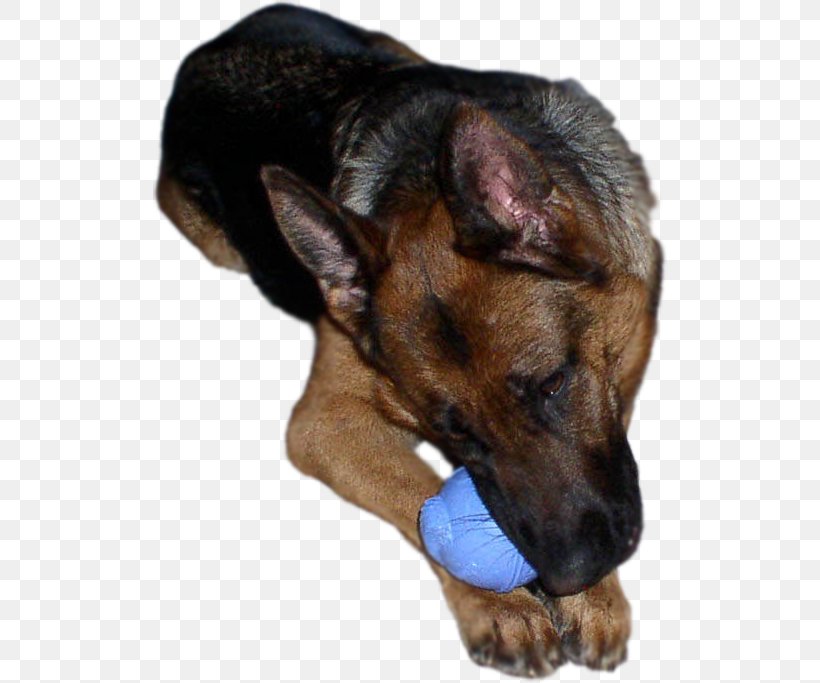 German Shepherd Dog Breed Dog Collar Snout, PNG, 514x683px, German Shepherd, Breed, Carnivoran, Collar, Dog Download Free