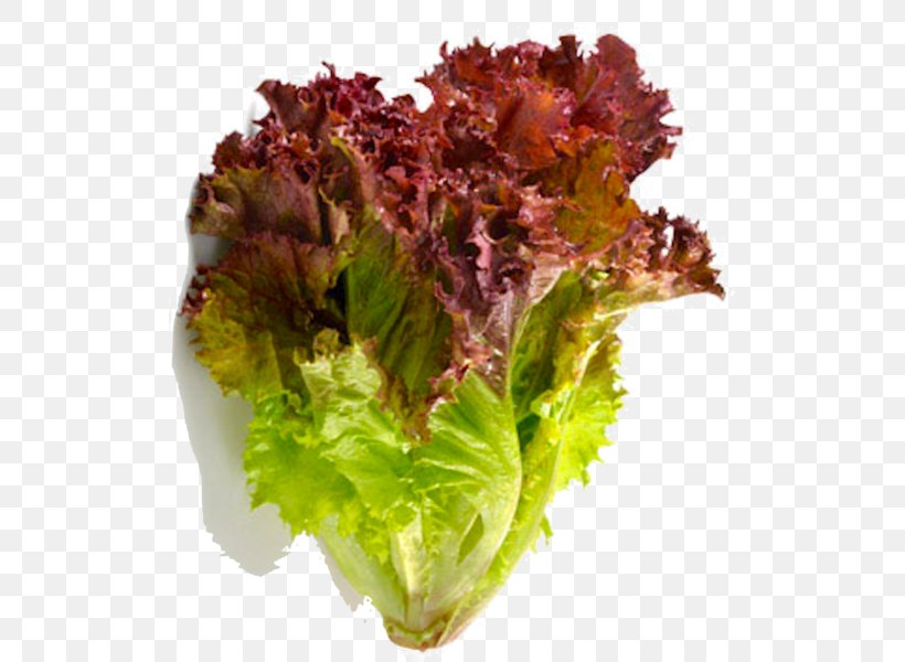 Red Leaf Lettuce Romaine Lettuce Vegetable Salad, PNG, 600x600px, Leaf Lettuce, Benih, Food, Herb, Leaf Download Free