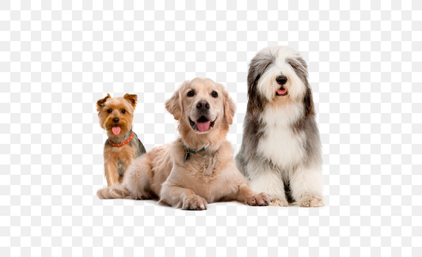 Bearded Collie Rough Collie Border Collie German Shepherd Old English Sheepdog, PNG, 500x500px, Bearded Collie, Animal, Border Collie, Breed, Carnivoran Download Free