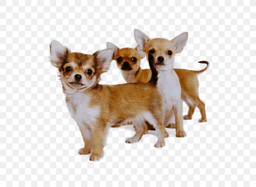 Dog Chihuahua Puppy Companion Dog Snout, PNG, 600x600px, Dog, Chihuahua, Companion Dog, Puppy, Snout Download Free