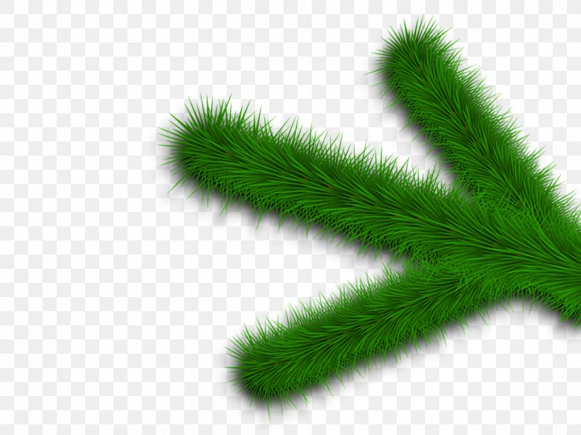 Fir Spruce Evergreen Grasses Leaf, PNG, 1200x900px, Fir, Branch, Branching, Conifer, Evergreen Download Free
