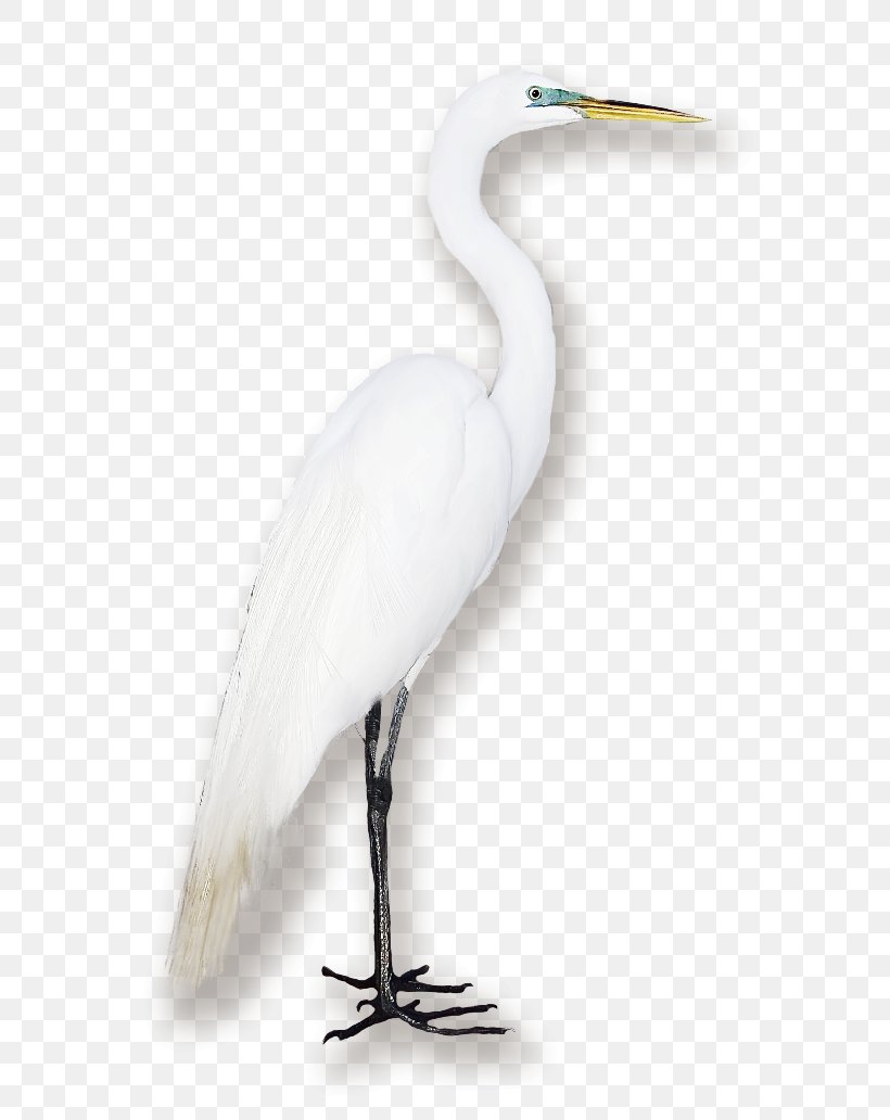 Great Egret Seabird Crane Water Bird, PNG, 650x1032px, Great Egret, Beak, Bird, Cartoon, Ciconiiformes Download Free