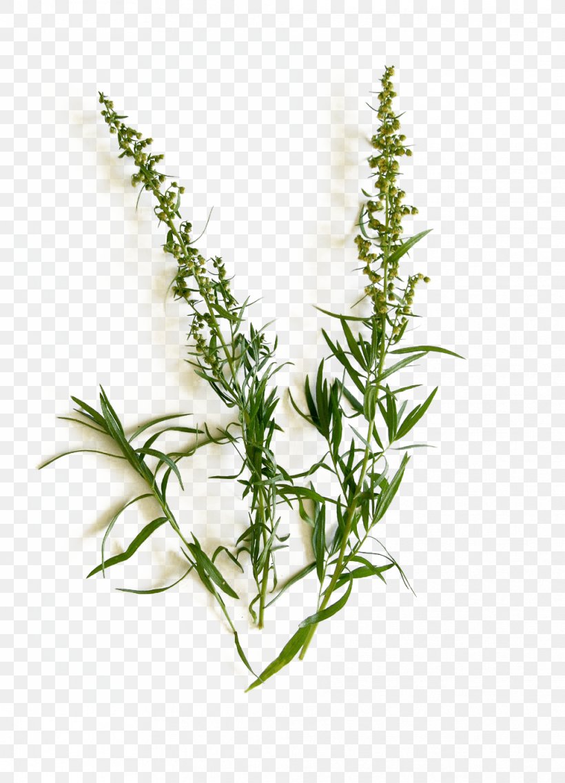 Tarragon French Cuisine Organic Food Herb Caraway, PNG, 1013x1404px, Tarragon, Caraway, Cooking, Essential Oil, Fennel Download Free