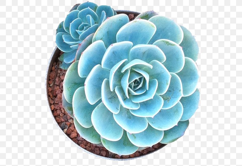 Cacti And Succulents Cacti & Succulents Succulent Plant Cactaceae, PNG, 550x564px, Cacti And Succulents, Cactaceae, Cacti Succulents, Desert, Echeveria Download Free