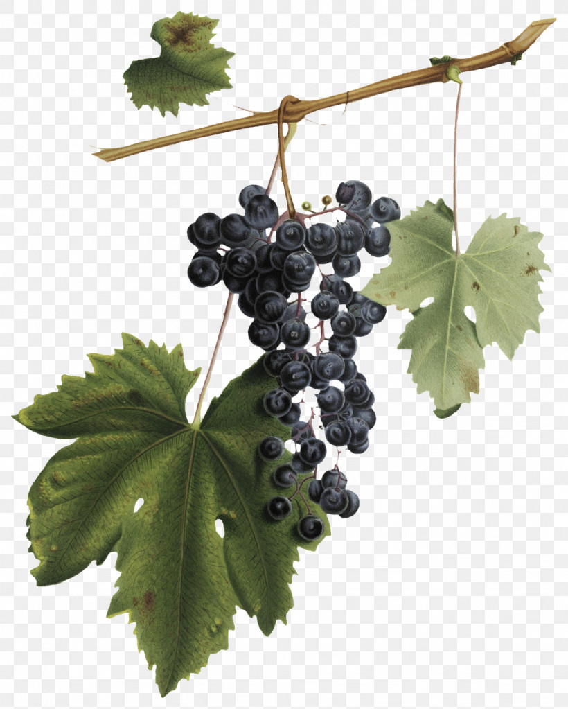 Common Grape Vine Wine Red Wine Grape Grape Leaves, PNG, 1026x1280px, Common Grape Vine, Fruit, Grape, Grape Juice, Grape Leaves Download Free