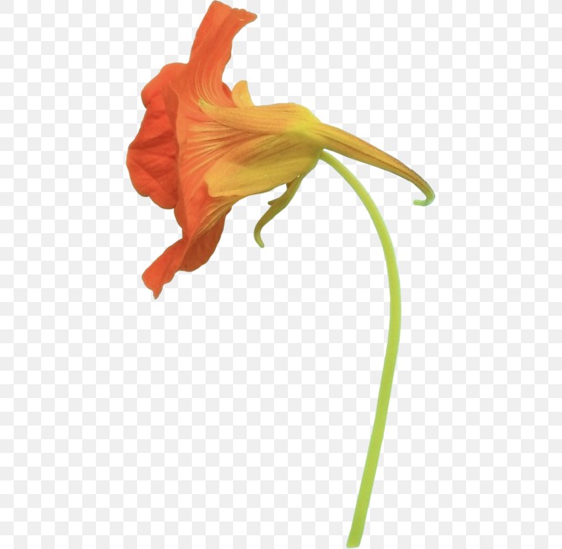 Cut Flowers Petal Nasturtium, PNG, 454x800px, Flower, Cut Flowers, Daylily, Flowering Plant, Lilium Download Free