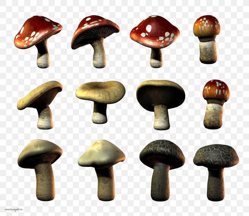 Edible Mushroom, PNG, 2968x2578px, Edible Mushroom, Ingredient, Mushroom Download Free