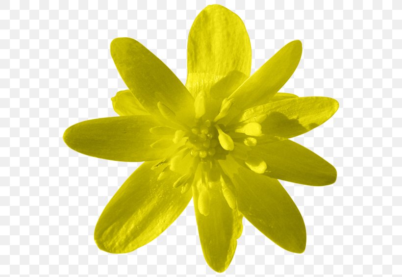 Yellow Petal Flower Orange, PNG, 600x565px, 2016, Yellow, Article, Author, Directory Download Free