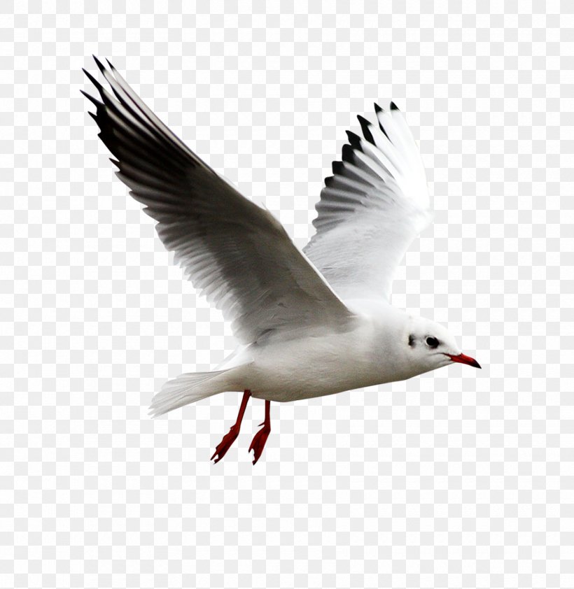 European Herring Gull Bird Clip Art, PNG, 1720x1768px, Bird, Beak, Charadriiformes, Chart, Ducks Geese And Swans Download Free