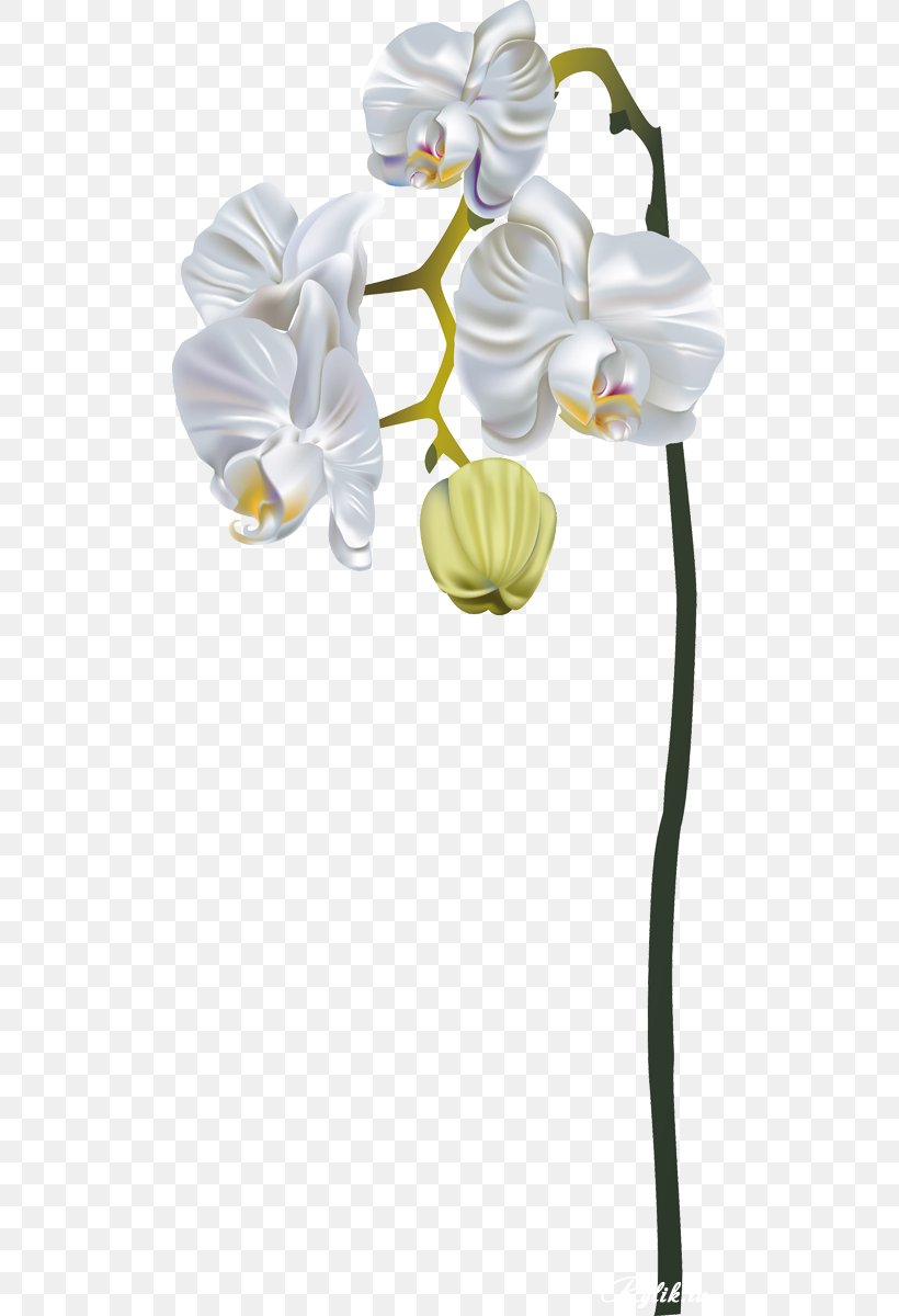 Moth Orchids Dendrobium Orchids Cut Flowers, PNG, 506x1200px, Moth Orchids, Color, Cut Flowers, Dendrobium, Dendrobium Orchids Download Free