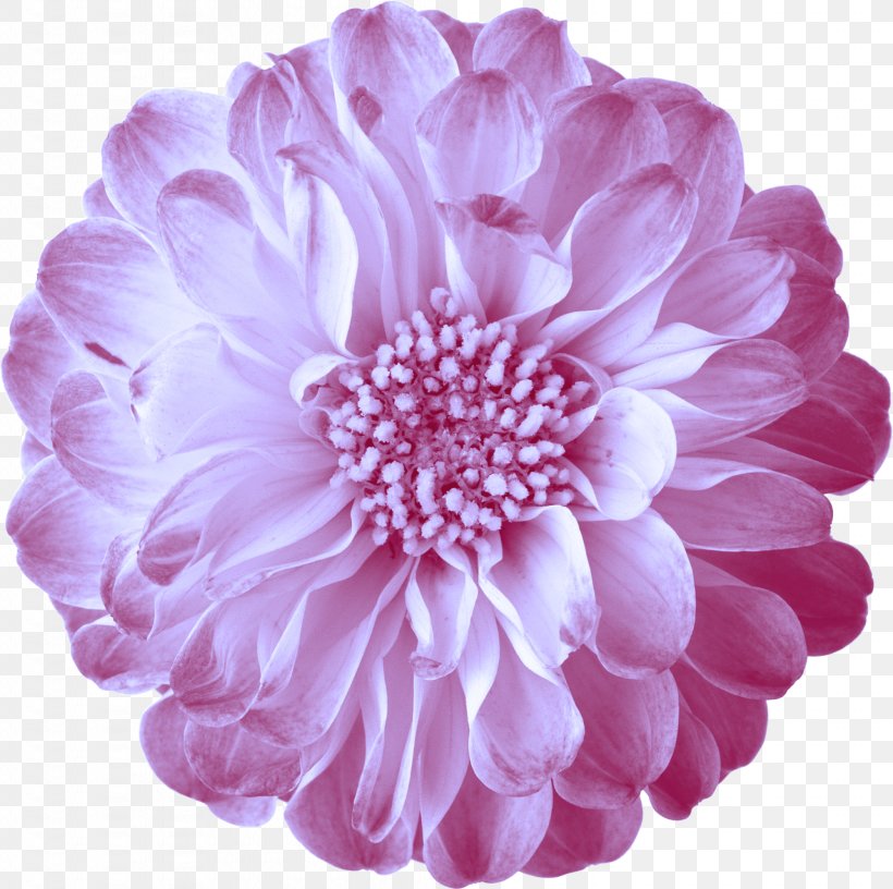 Pink Flowers, PNG, 1998x1989px, Flower, Annual Plant, Chrysanths, Cut Flowers, Dahlia Download Free