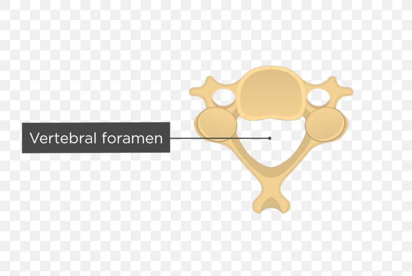 Vertebral Column Intervertebral Foramen Cervical Vertebrae, PNG, 745x550px, Vertebral Column, Articular Processes, Axis, Brand, Cervical Vertebrae Download Free