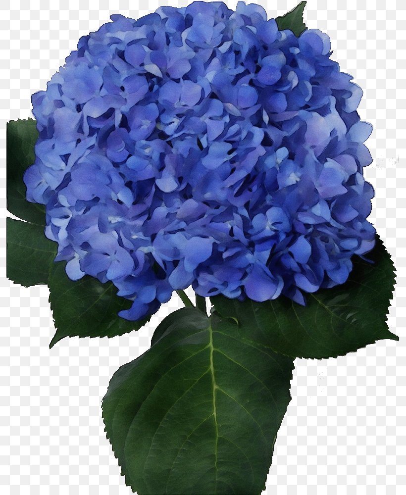 Blue Watercolor Flowers, PNG, 798x1000px, Watercolor, Annual Plant, Artificial Flower, Blue, Cornales Download Free