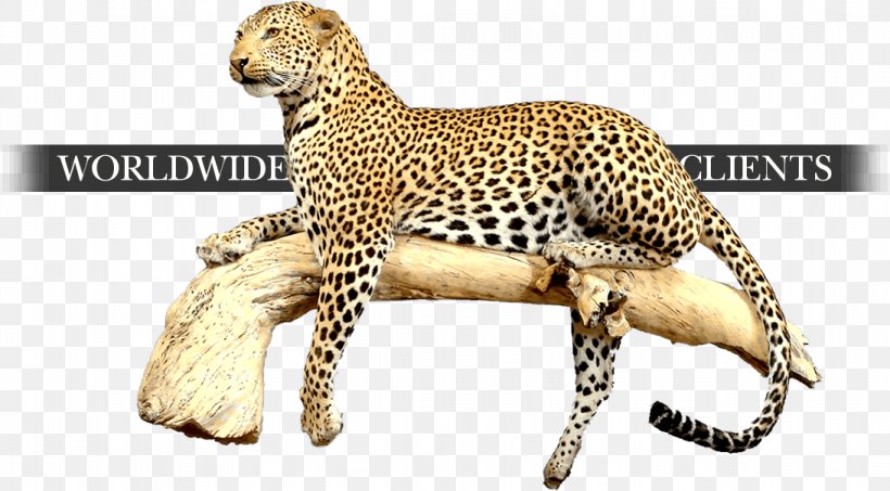 Cheetah Leopard Jaguar Cat Terrestrial Animal, PNG, 1093x604px, Cheetah, Animal, Animal Figure, Big Cats, Carnivoran Download Free