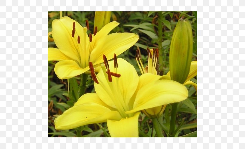 Daylily, PNG, 500x500px, Daylily, Flower, Flowering Plant, Lily, Lily Family Download Free