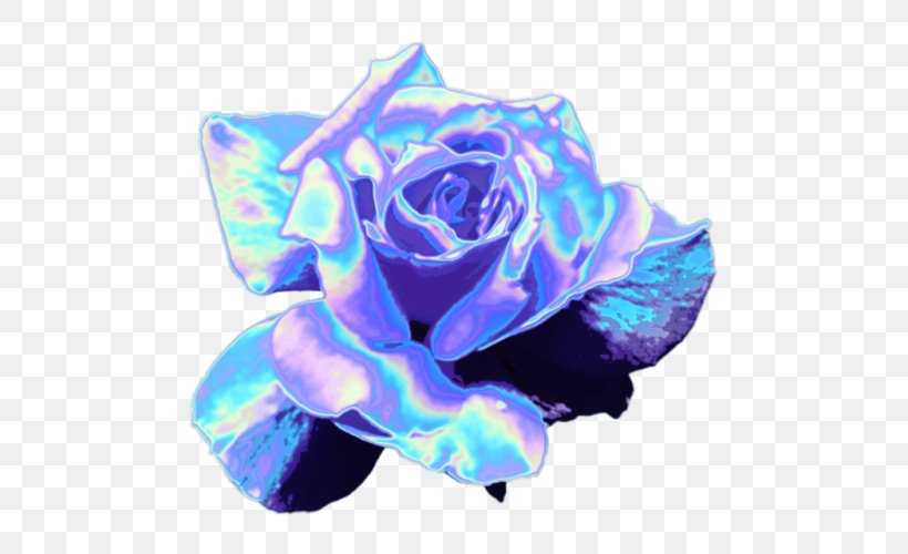 Blue Rose Garden Roses Rainbow Rose Cut Flowers, PNG, 500x500px, Blue Rose, Blue, Cobalt Blue, Cut Flowers, Electric Blue Download Free