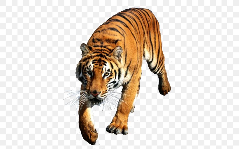 Felidae Siberian Tiger Desktop Wallpaper Bengal Tiger Indochinese Tiger, PNG, 512x512px, Felidae, Animal, Bengal Tiger, Big Cats, Carnivoran Download Free