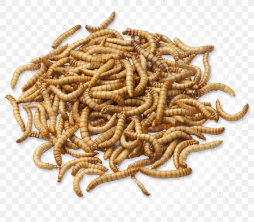 Insect Mealworm Entomophagy Protein Superworm, PNG, 1200x1050px, Insect, Bird Food, Cricket, Darkling Beetle, Dianhong Download Free