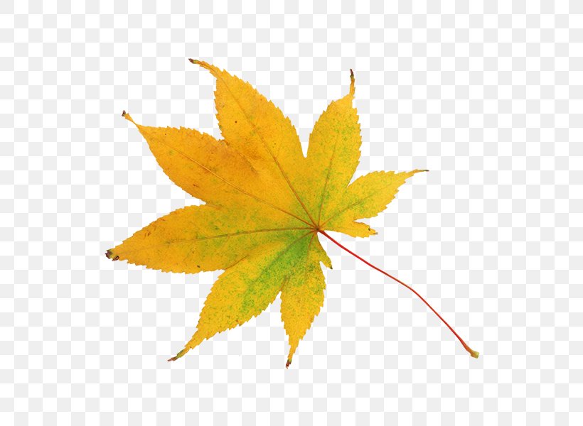 Maple Leaf Hakodate Driving School Autumn Photography, PNG, 600x600px, Leaf, Autumn, Color, Leonid Afremov, Maple Download Free