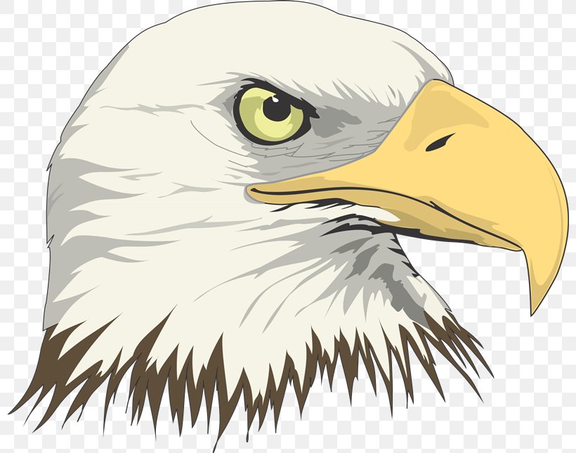 Bald Eagle Drawing Art, PNG, 800x646px, Bald Eagle, Accipitriformes, Art, Art Museum, Artist Download Free