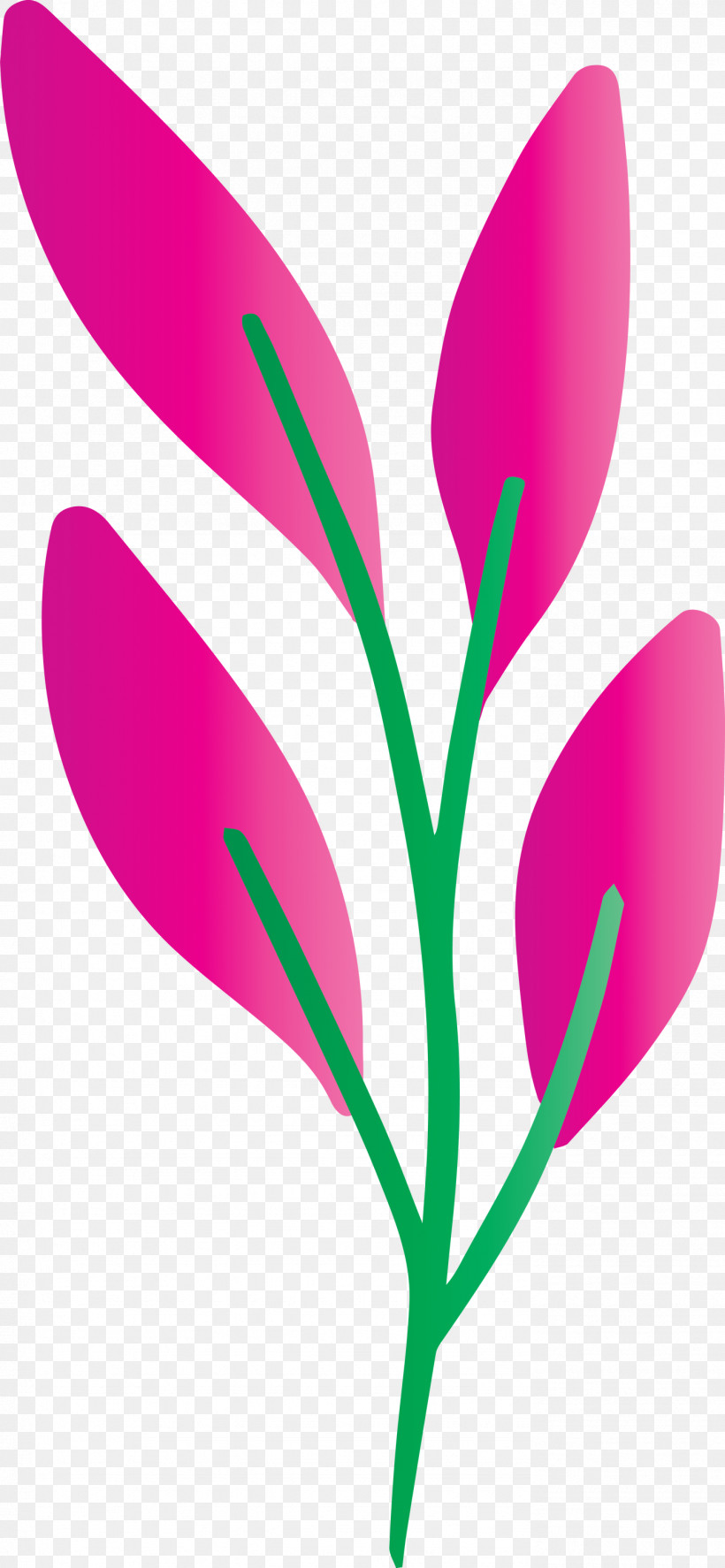 Flower Pedicel Plant Magenta Petal, PNG, 1386x3000px, Flower, Crocus, Cut Flowers, Magenta, Pedicel Download Free