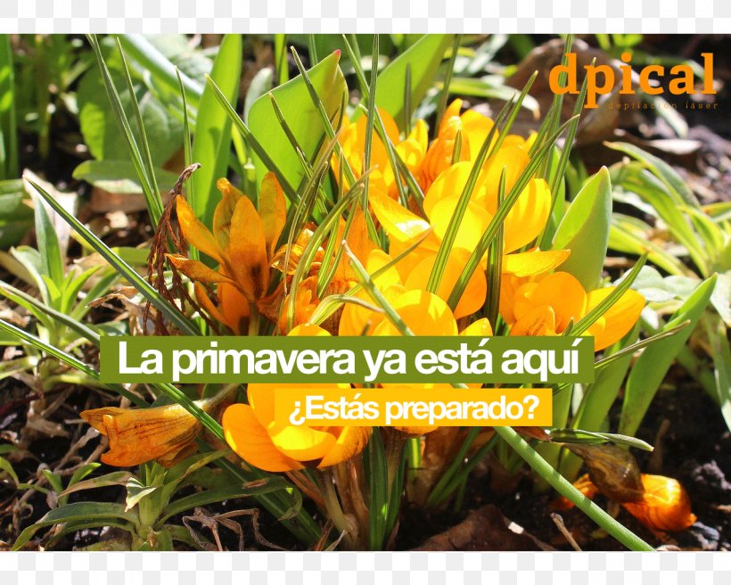 Laser Hair Removal Month DPICAL Depilación Láser, PNG, 1280x1024px, Laser Hair Removal, Blog, Flower, Grass, Hair Download Free