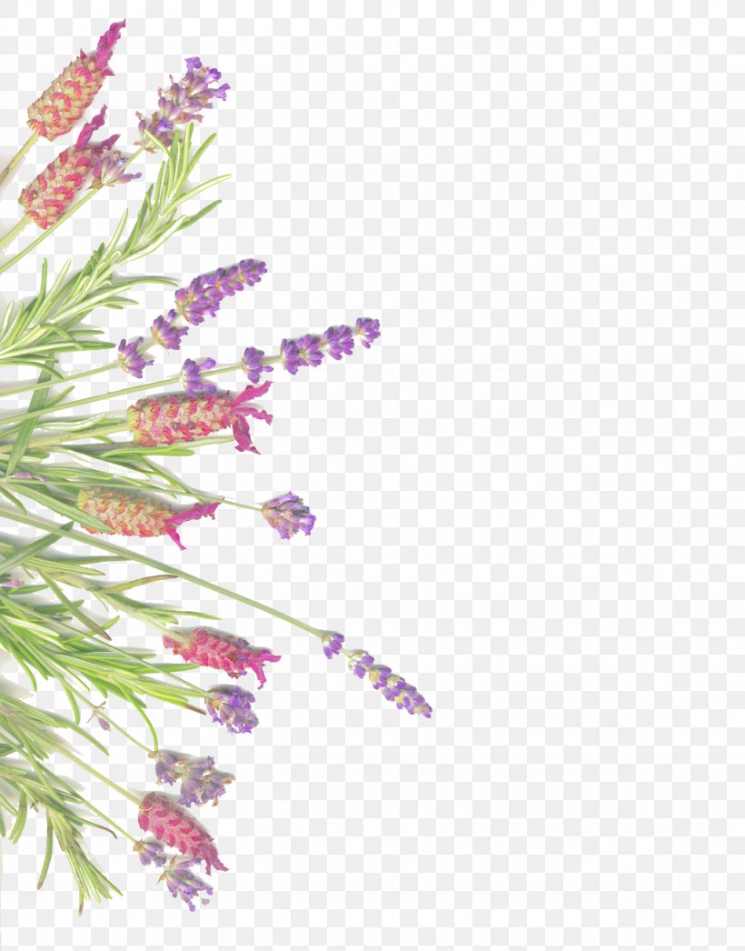 Lavender Herb Rosemary Common Sage, PNG, 1024x1307px, Lavender, Alecrim, Branch, Common Sage, Flora Download Free