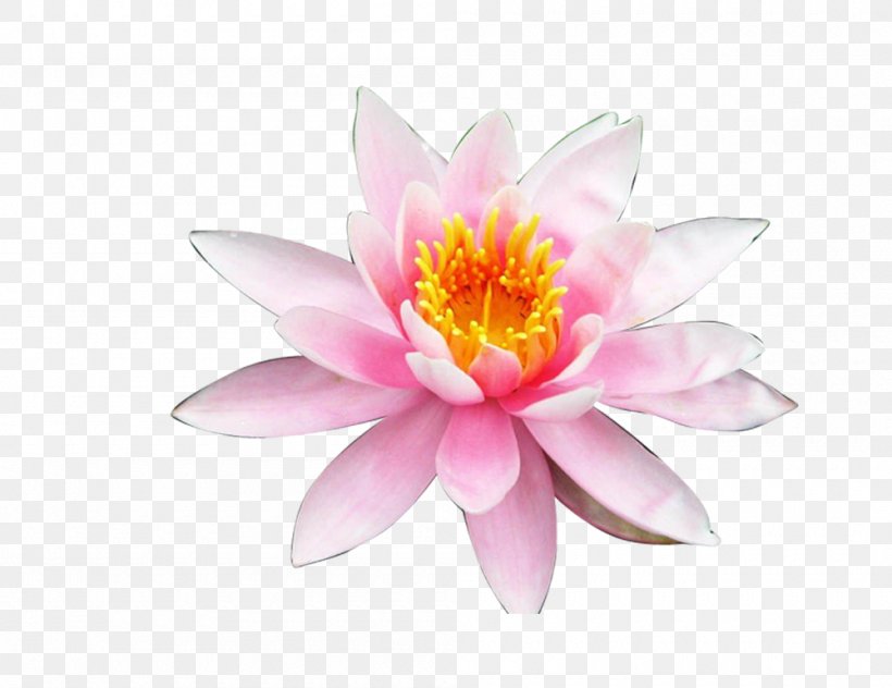 Nelumbo Nucifera Gold Google Images Clip Art, PNG, 1000x771px, Nelumbo Nucifera, Aquatic Plant, Birth Flower, Dahlia, Flora Download Free