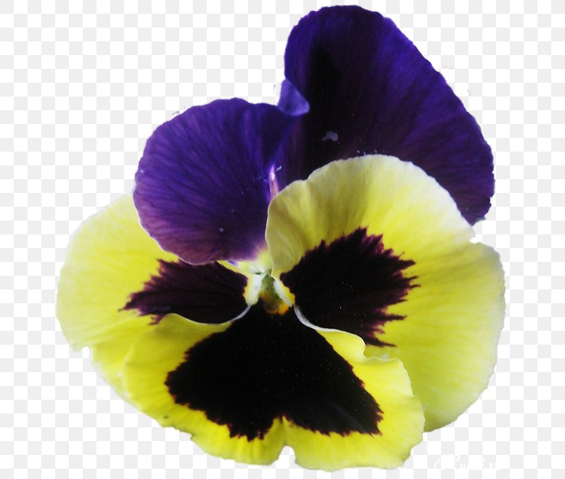 Pansy Violet Clip Art, PNG, 670x695px, Pansy, Computer Animation, Digital Image, Drawing, Flower Download Free