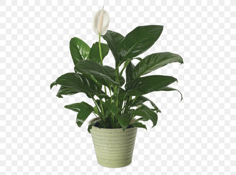 Peace Lily Cut Flowers Flowerpot Houseplant, PNG, 500x611px, Peace Lily, Arrowroot, Arrowroot Family, Ceramic, Chemical Compound Download Free