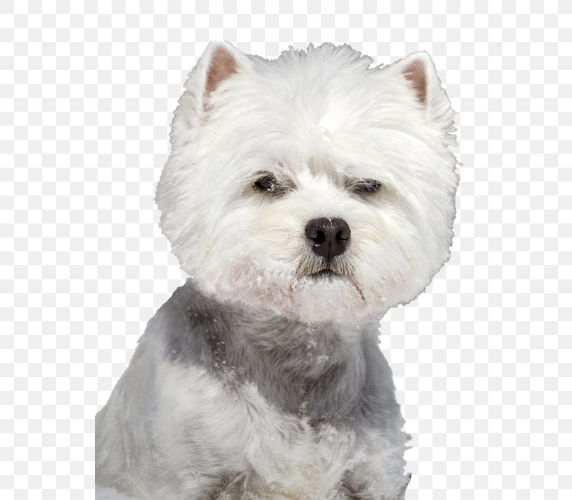 Puppy Cartoon, PNG, 547x716px, West Highland White Terrier, Breed, Cairn Terrier, Coat, Companion Dog Download Free